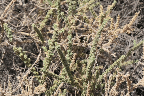 Image of Adenocarpus viscosus by (c) Rafael Medina, some rights reserved (CC BY)