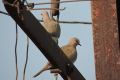 Streptopelia senegalensis