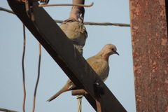 Streptopelia senegalensis