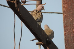Streptopelia senegalensis