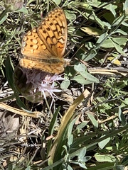 Speyeria callippe macaria