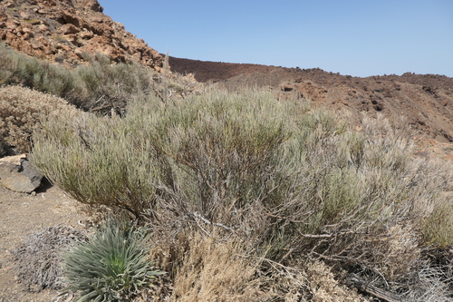 Cytisus supranubius (Cytisus supranubius)