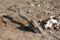 Funambulus pennantii