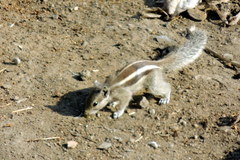 Funambulus pennantii