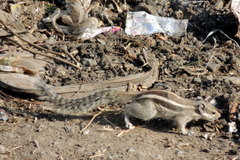 Funambulus pennantii