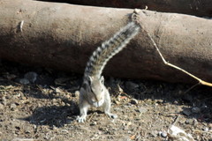 Funambulus pennantii
