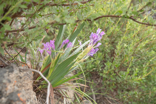 Babiana dregei