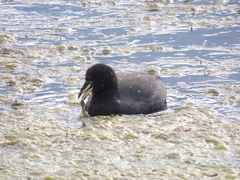 Fulica cornuta