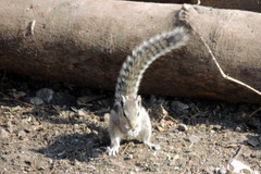 Funambulus pennantii