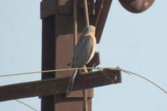 Accipiter badius