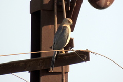 Accipiter badius