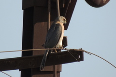 Accipiter badius