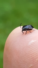 Sehirus cinctus cinctus