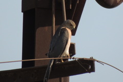 Accipiter badius