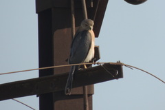 Accipiter badius