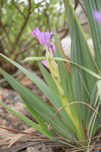 Babiana dregei