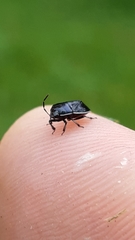 Sehirus cinctus cinctus