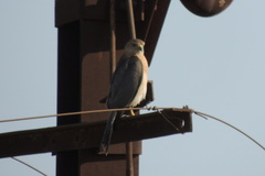 Accipiter badius