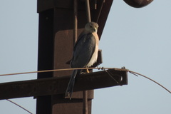 Accipiter badius