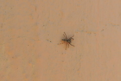 Salticinae