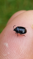 Sehirus cinctus cinctus