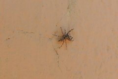 Salticinae