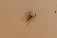 Salticinae