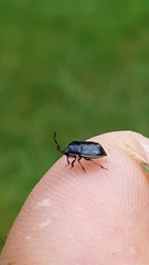 Sehirus cinctus cinctus