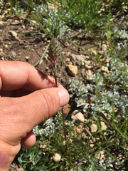 Pedicularis attollens