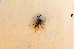 Salticinae