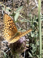 Speyeria callippe macaria