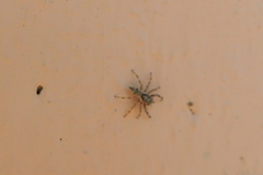 Salticinae