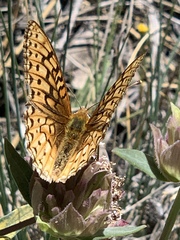 Speyeria callippe macaria