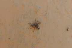 Salticinae