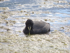 Fulica cornuta