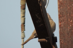 Streptopelia senegalensis