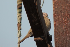 Streptopelia senegalensis