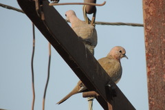Streptopelia senegalensis