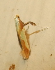 Caloptilia superbifrontella