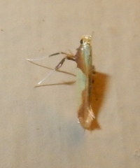 Caloptilia superbifrontella
