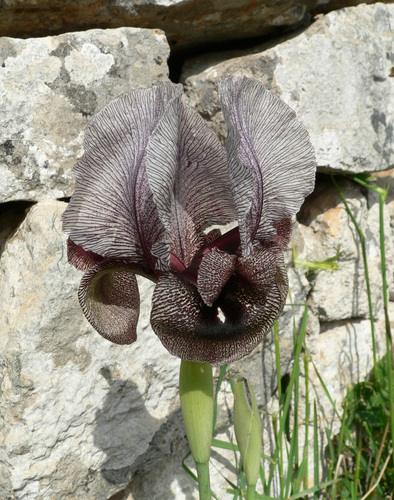 Iris kirkwoodiae photographed in Syria