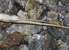 Verophasmatodea