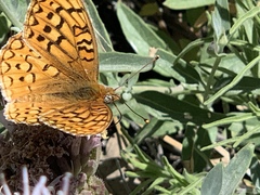 Speyeria callippe macaria