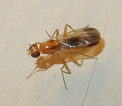 Clusiidae