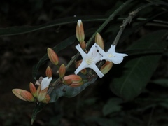 Erythrochiton brasiliensis