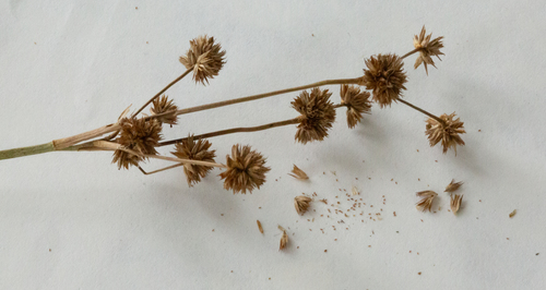 Juncus acuminatus