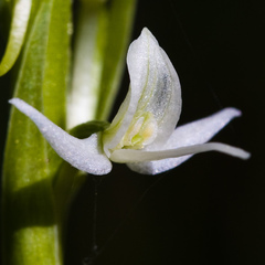 Platanthera dilatata leucostachys