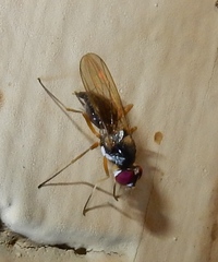Tanypeza