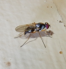 Tanypeza