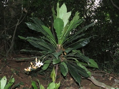 Erythrochiton brasiliensis